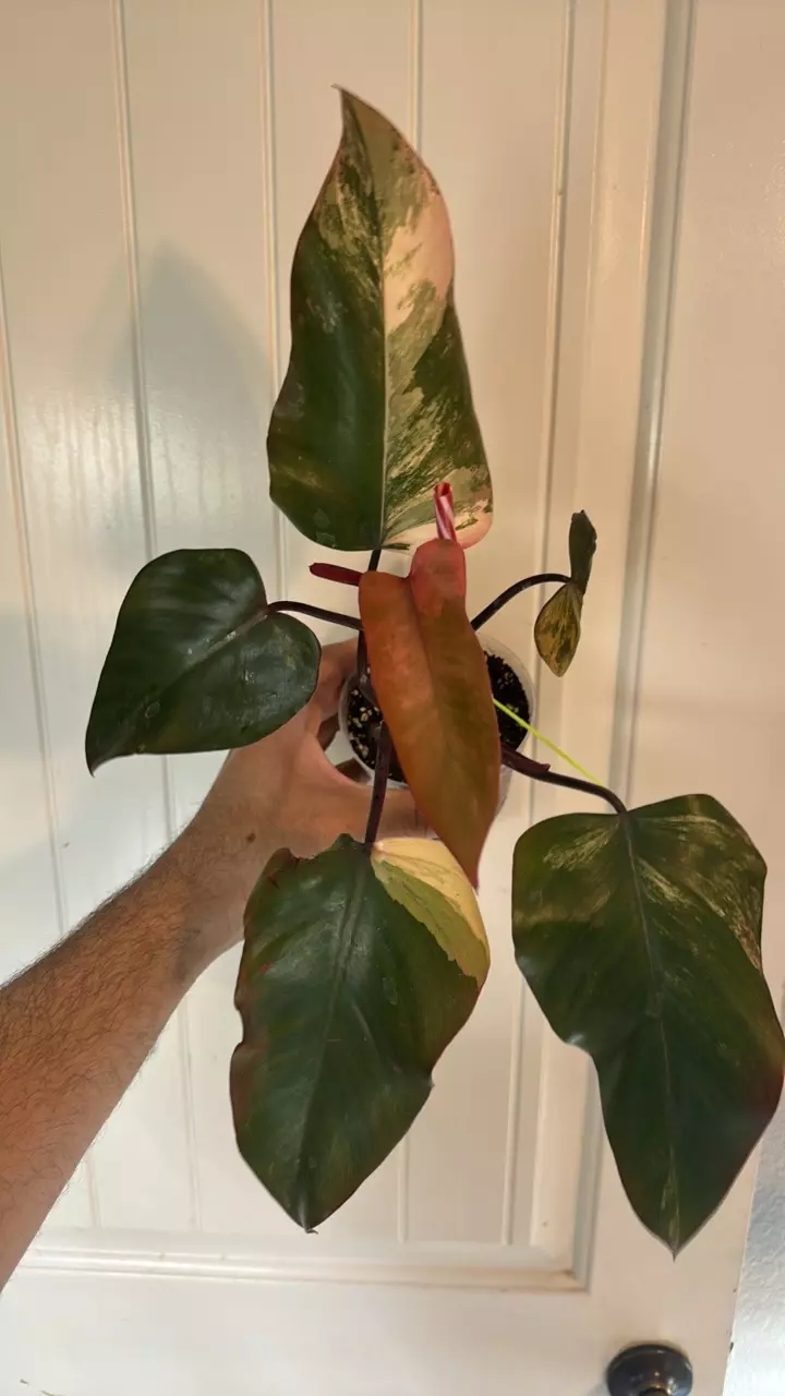 Philodendron Strawberry Shake thumbnail