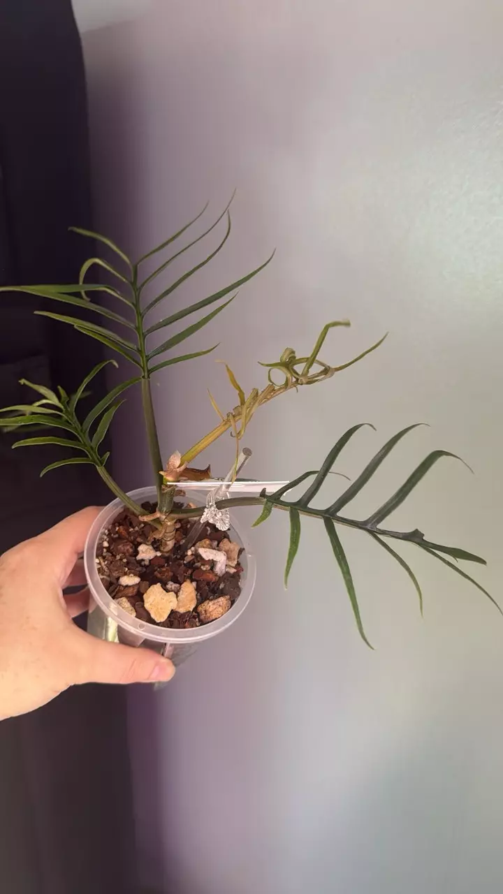 Philodendron Tortum thumbnail