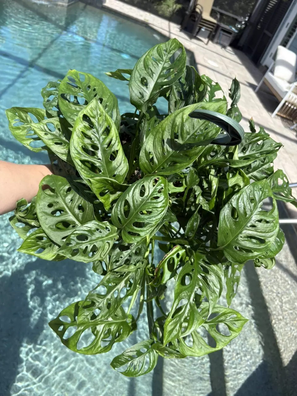 Monstera Adansonii Wide Form in 10” HB thumbnail