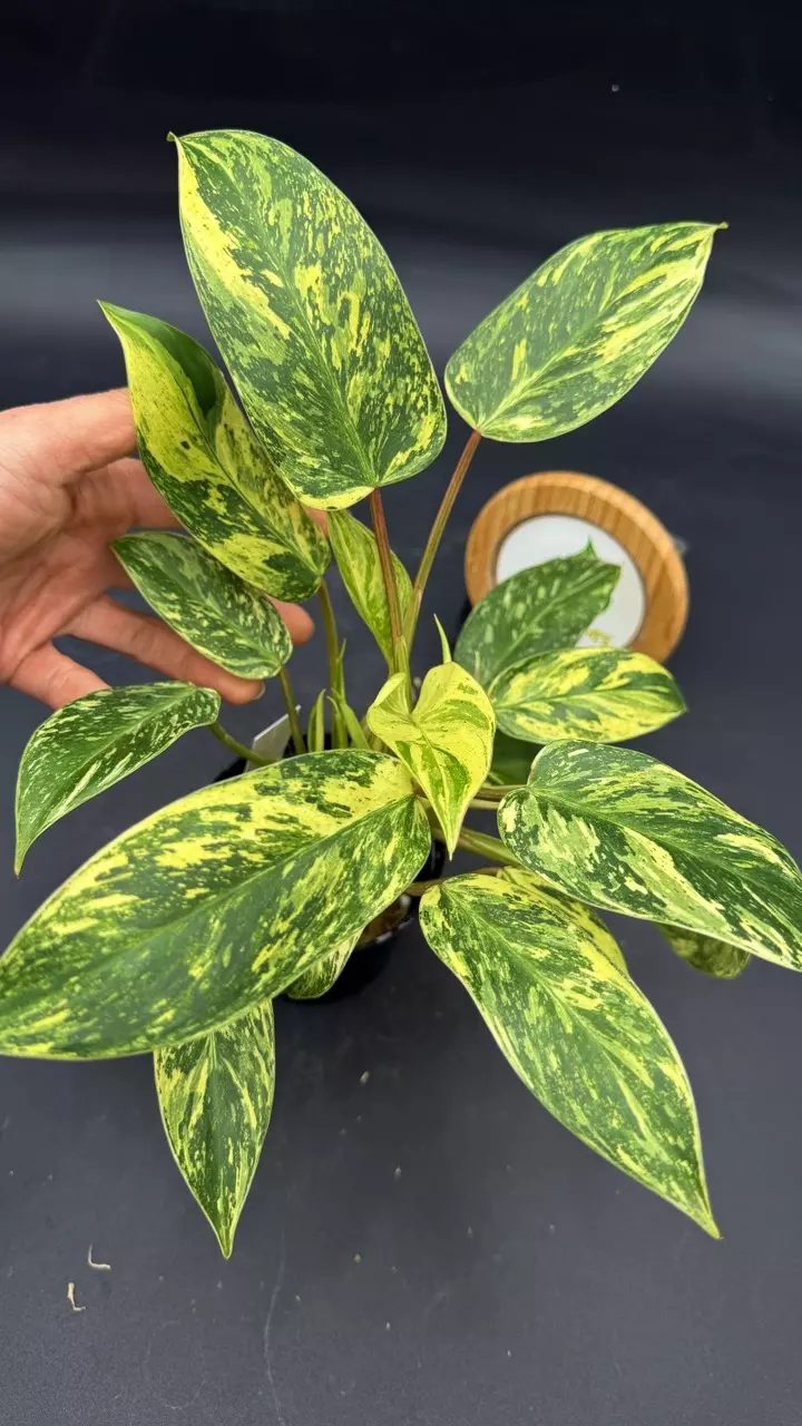 Philodendron Emerald King thumbnail