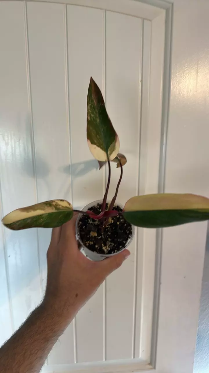 Philodendron Strawberry Shake thumbnail