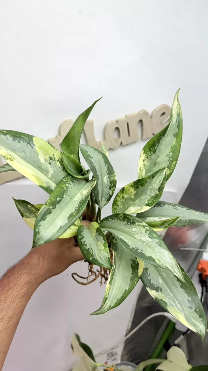 Aglaonema thumbnail