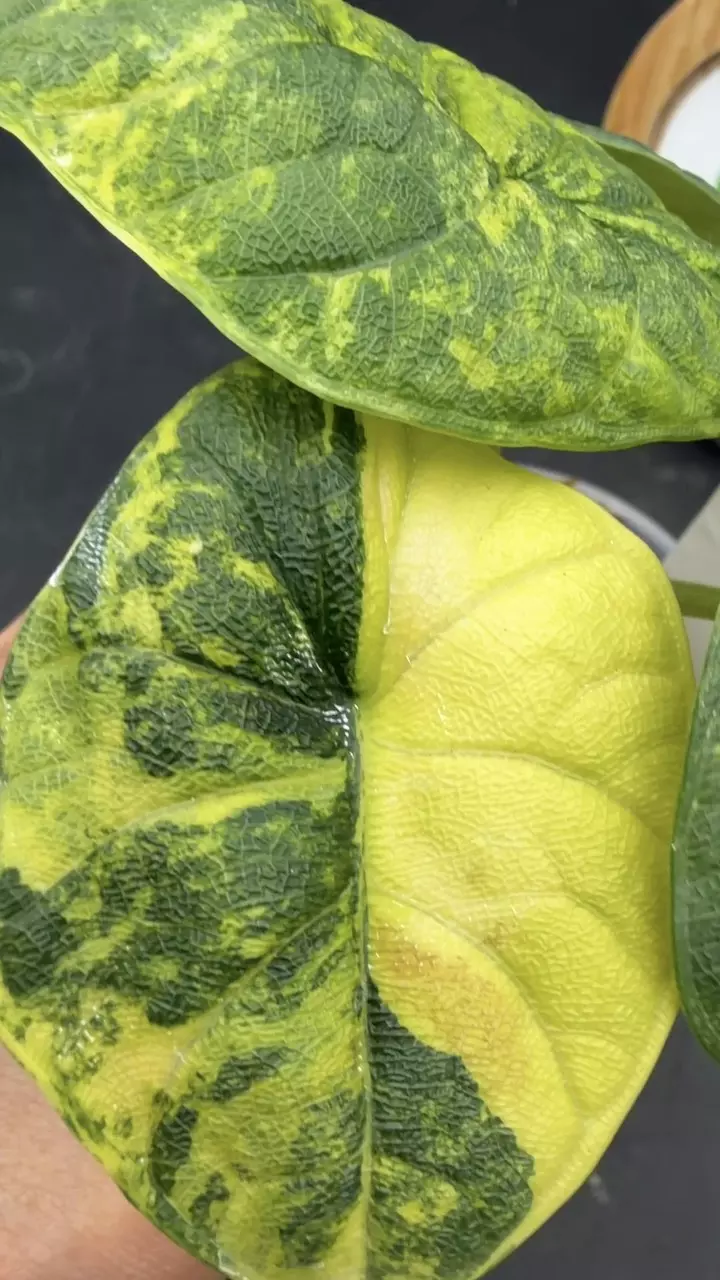 Alocasia Melo Aurea thumbnail