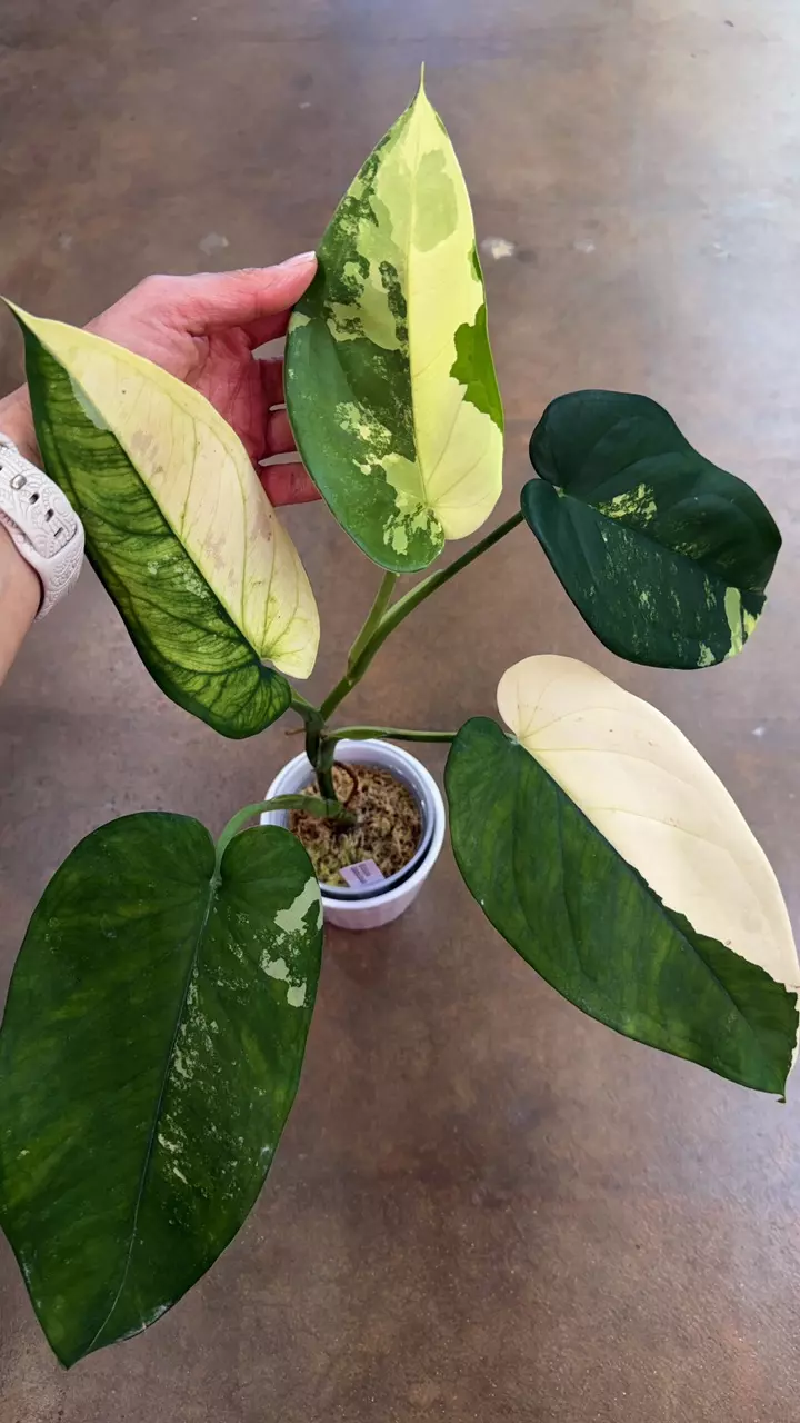 Syngonium Chiapense Variegated thumbnail