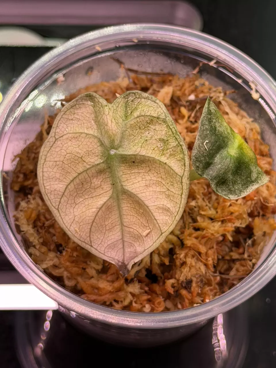 Alocasia Pink Balloon Heart Variegated thumbnail