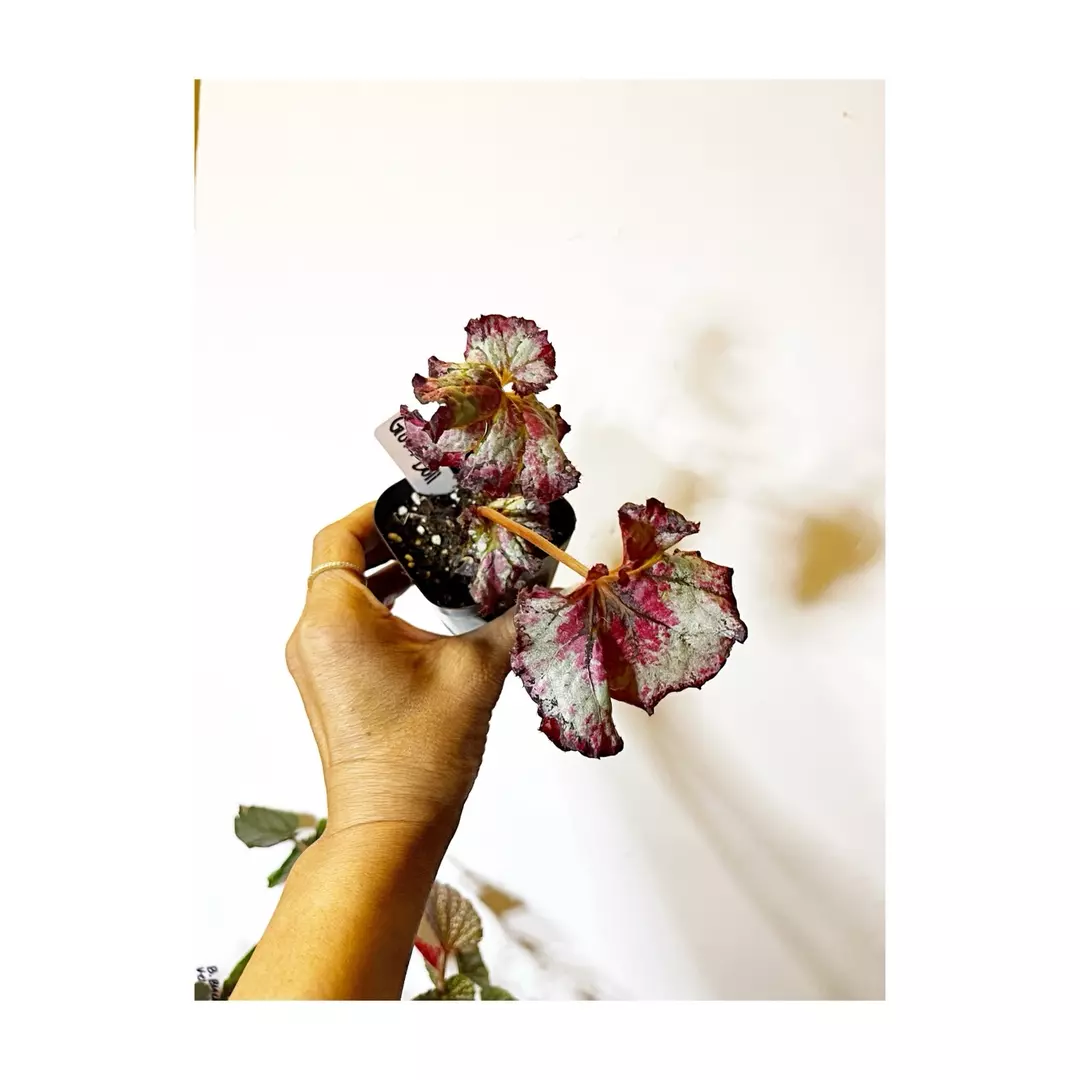 Begonia Goth Doll thumbnail