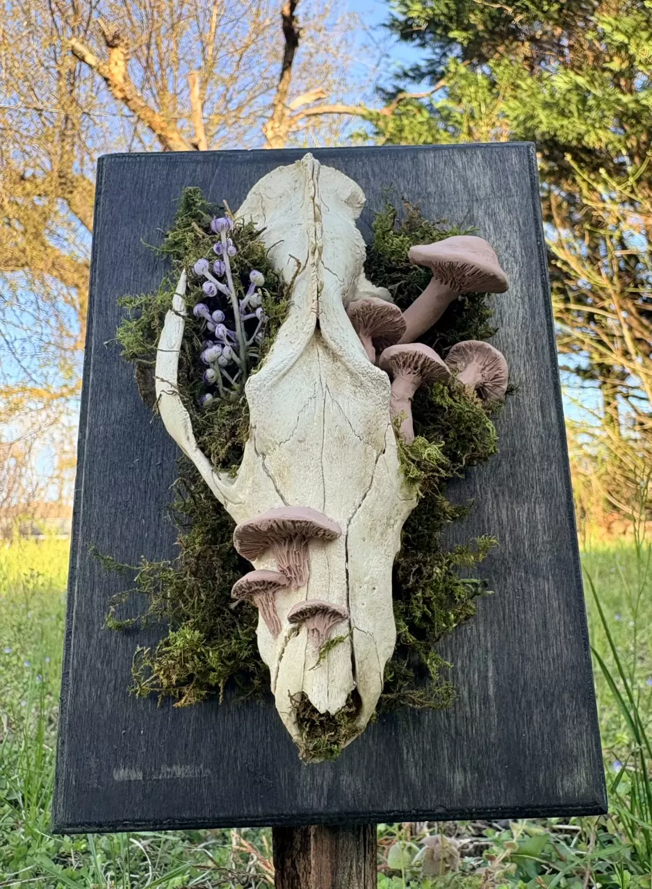 🖤✨🍄‍🟫 Opossum skull art - stained wood with moss handmade mushrooms 🍄‍🟫 ✨🖤 thumbnail