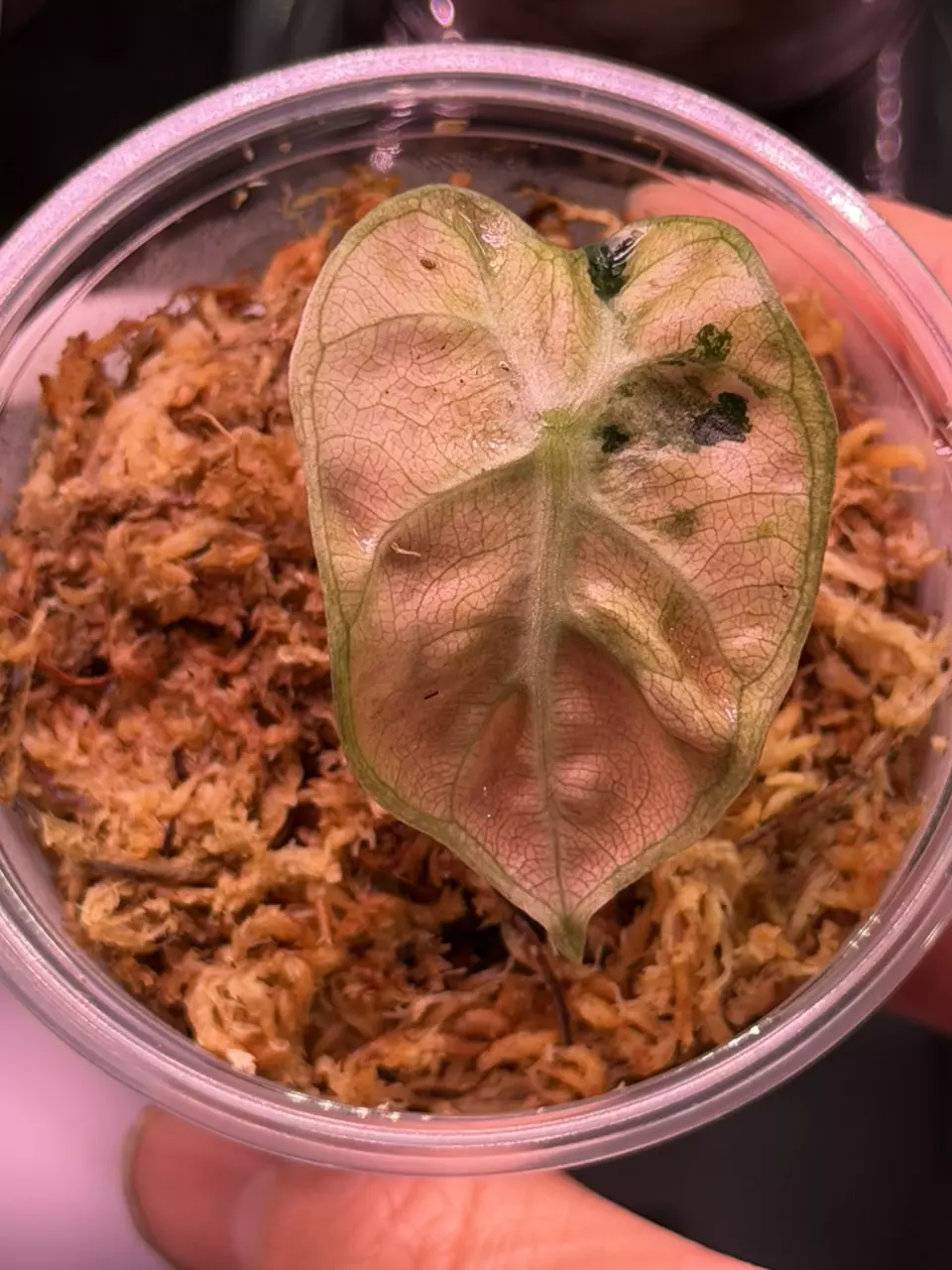 Alocasia Pink Balloon Heart Variegated thumbnail
