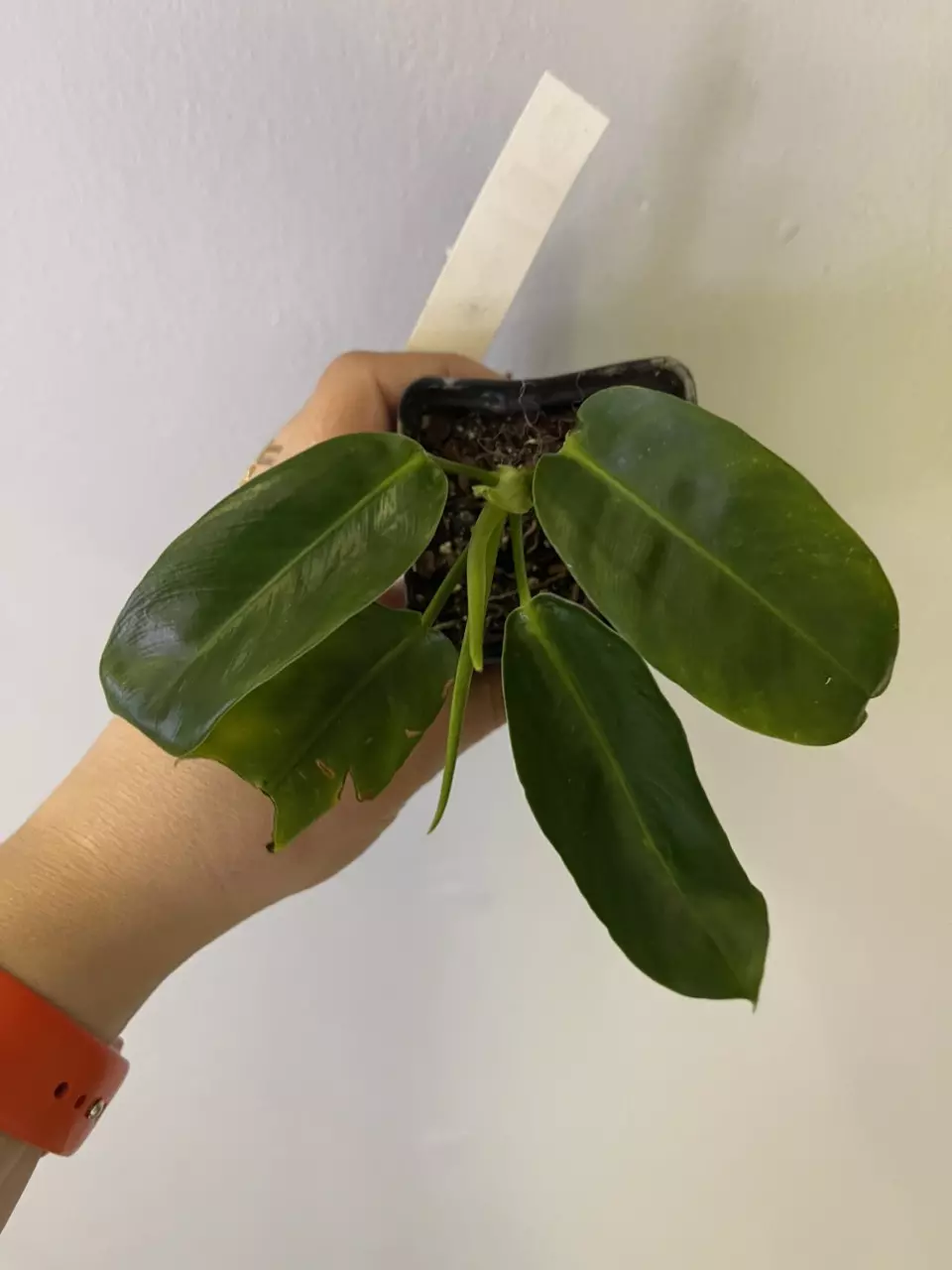 Philodendron Patriciae thumbnail