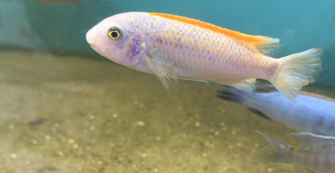 Red Top Trewvasae (Scrape Mouth) thumbnail