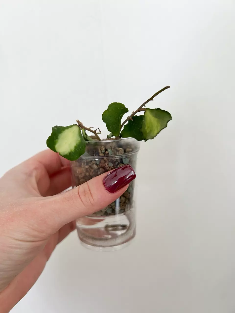 Hoya Kanyakumariana Variegated thumbnail