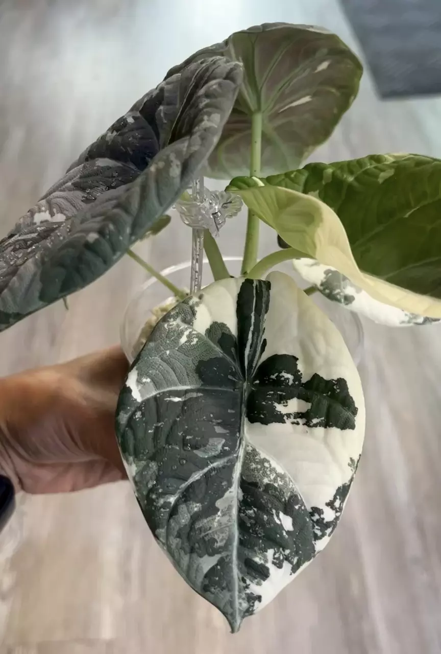 Alocasia Maharani Albo Corm thumbnail