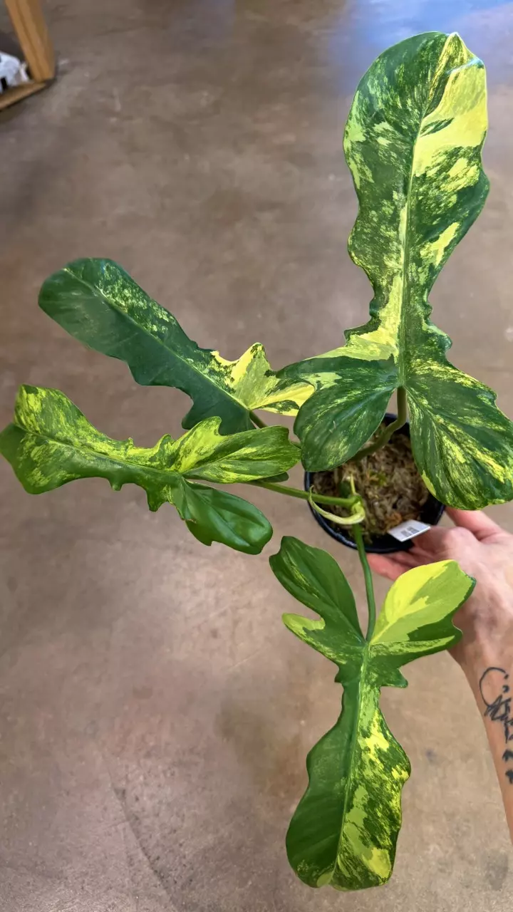 Philodendron Florida Beauty X Mayoi thumbnail