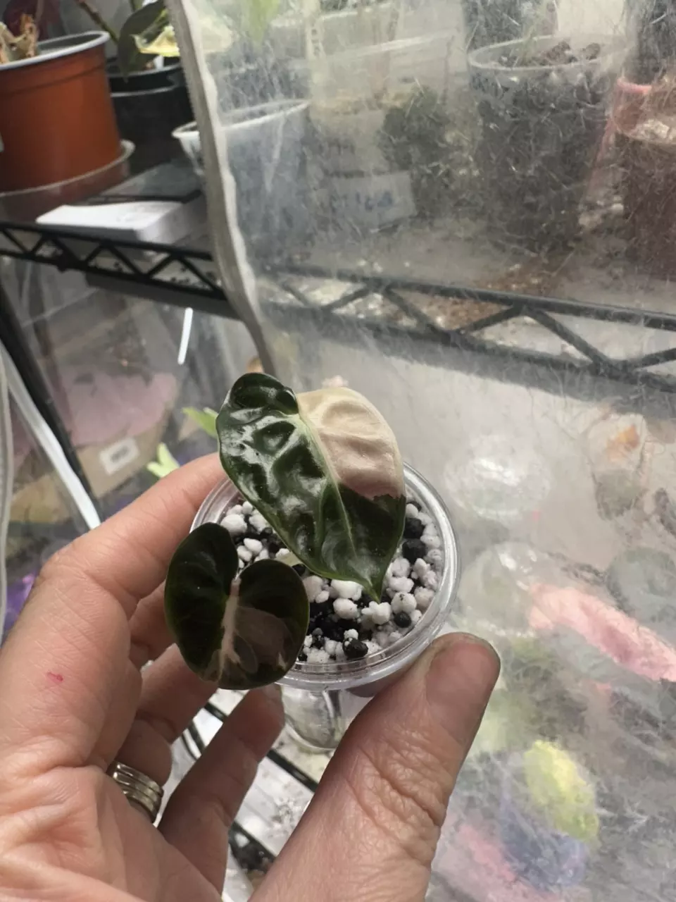 Pink Heart Balloon Pup thumbnail