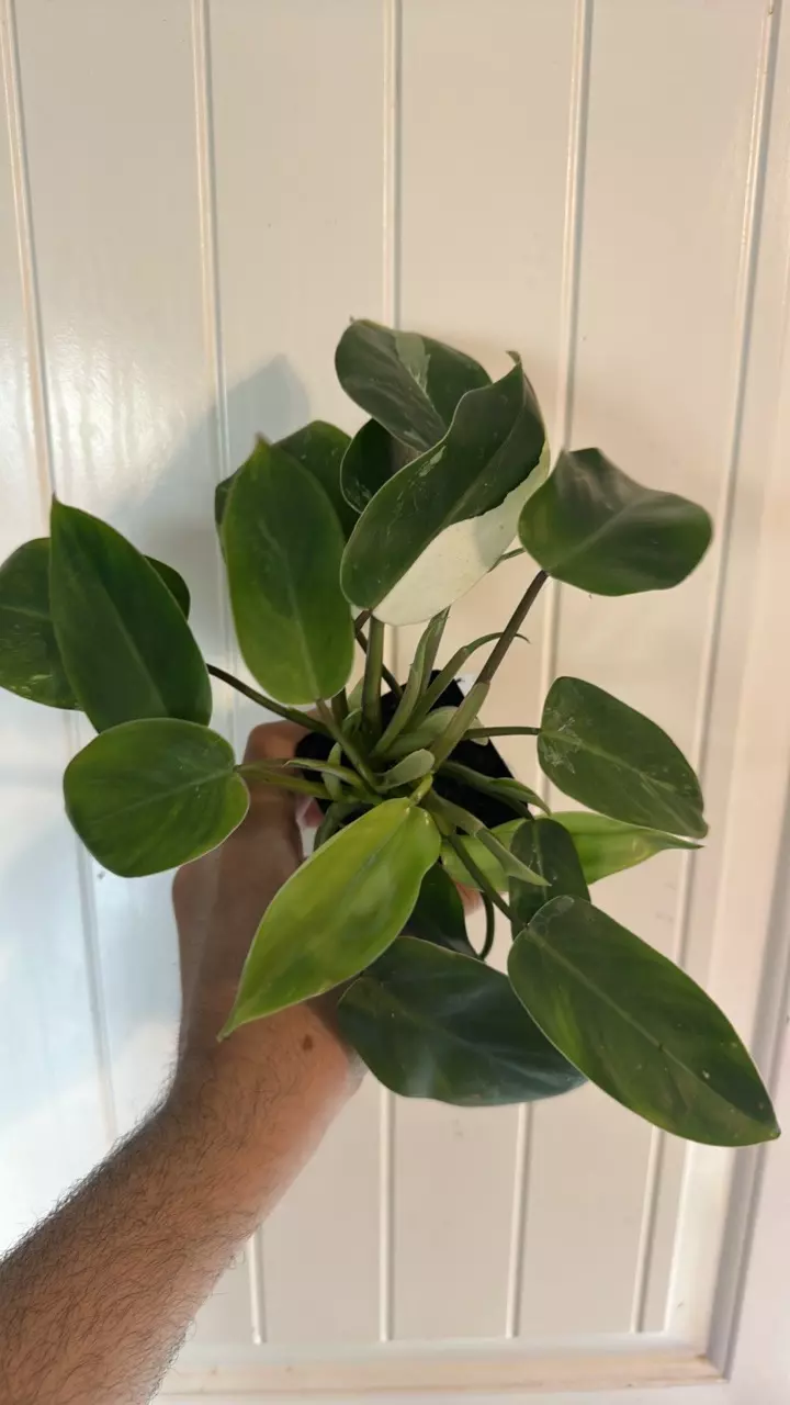 Philodendron Gadong Albo thumbnail