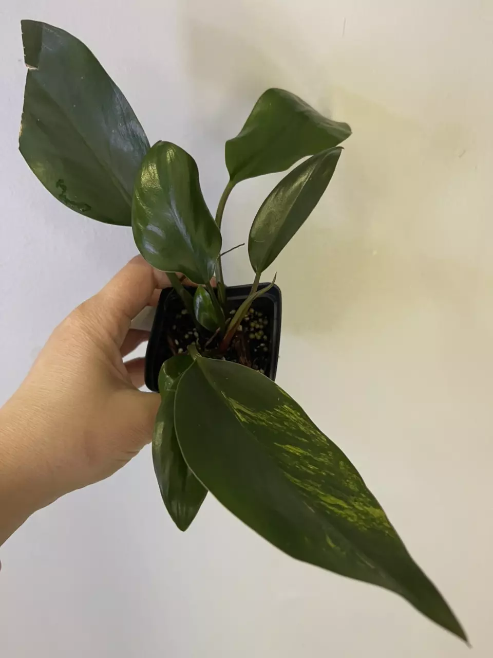 Philodendron Yellow Congo variegated thumbnail