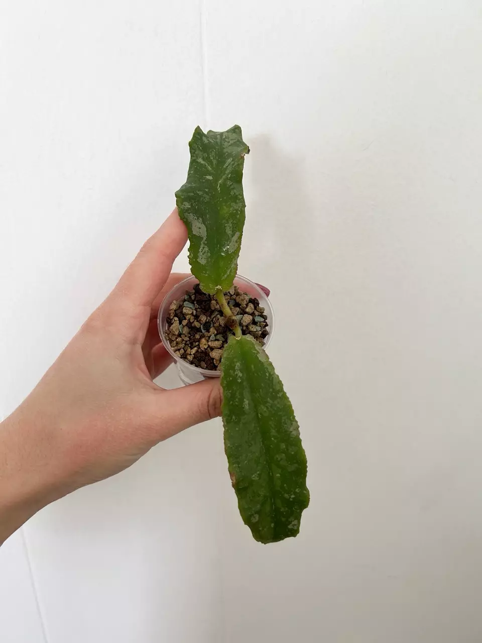 Hoya Undulata “Army” thumbnail