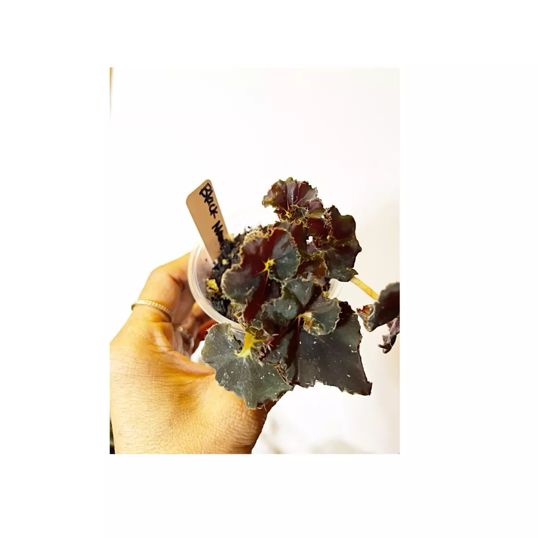 Begonia Black Mamba thumbnail