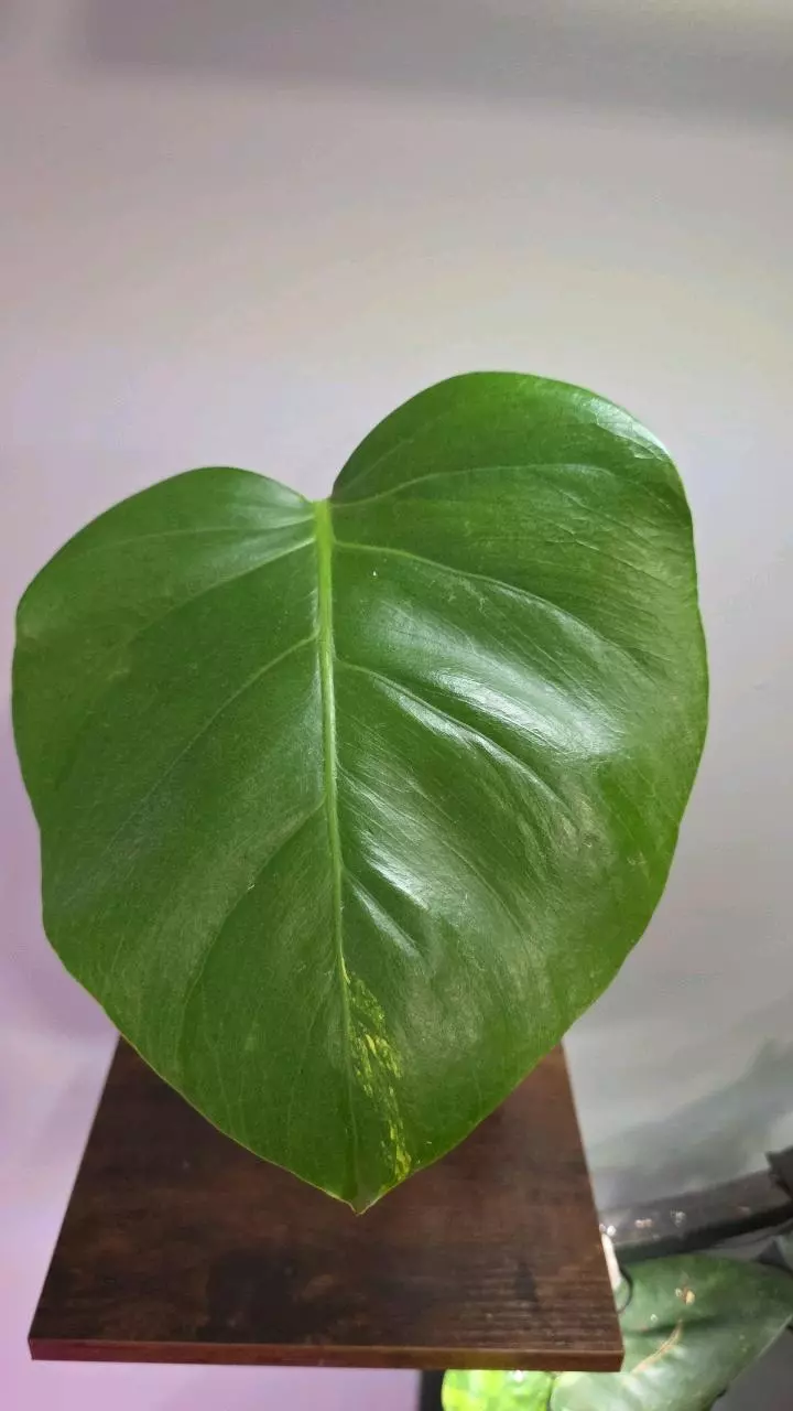 Monstera Aurea 457 thumbnail