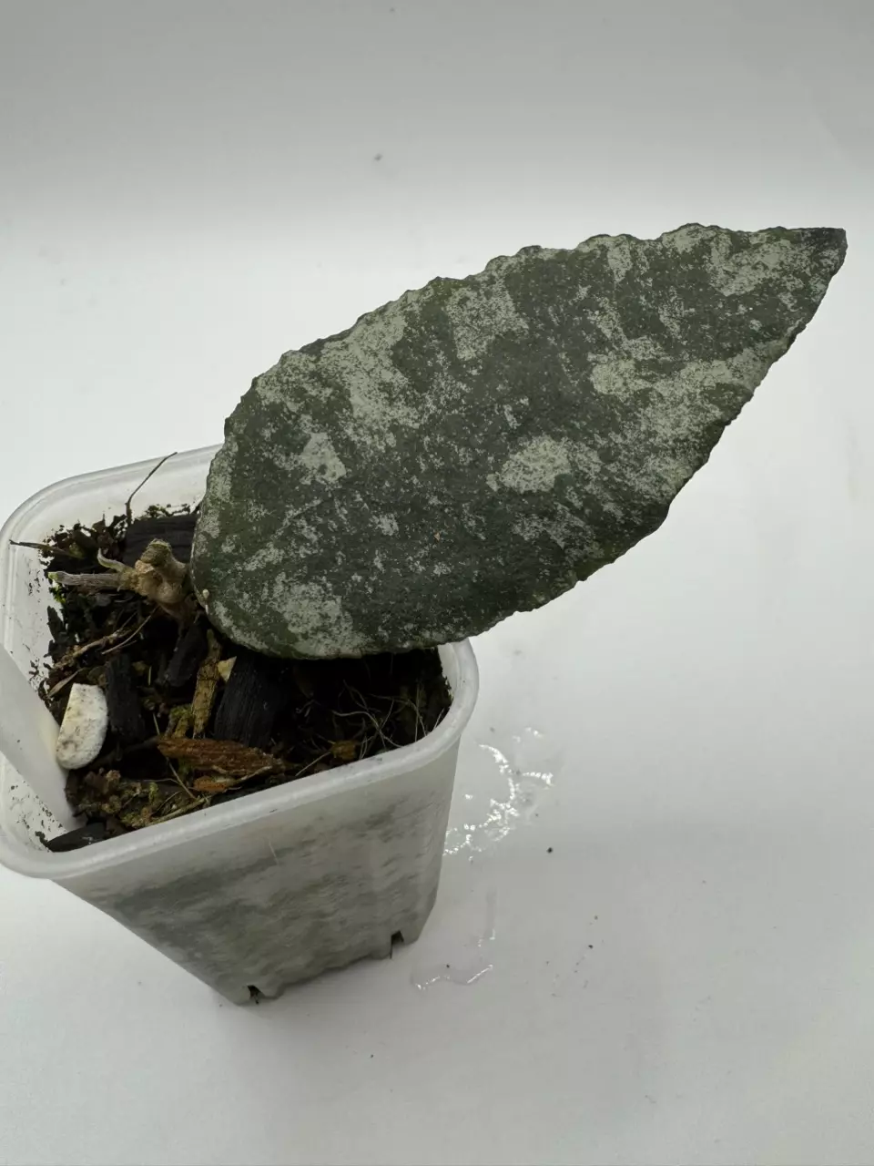 Hoya Caudata Silver thumbnail