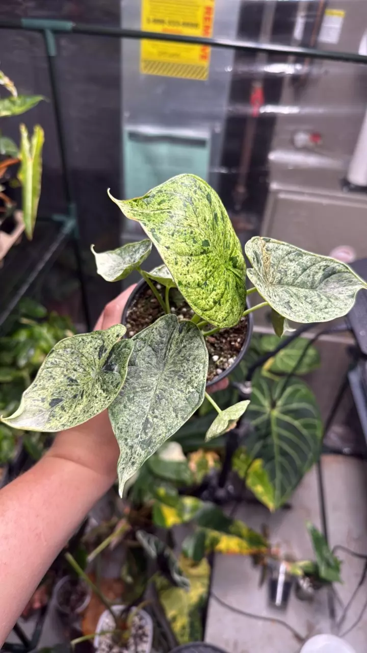 Alocasia Dragon Scale Mint 4” Pot thumbnail