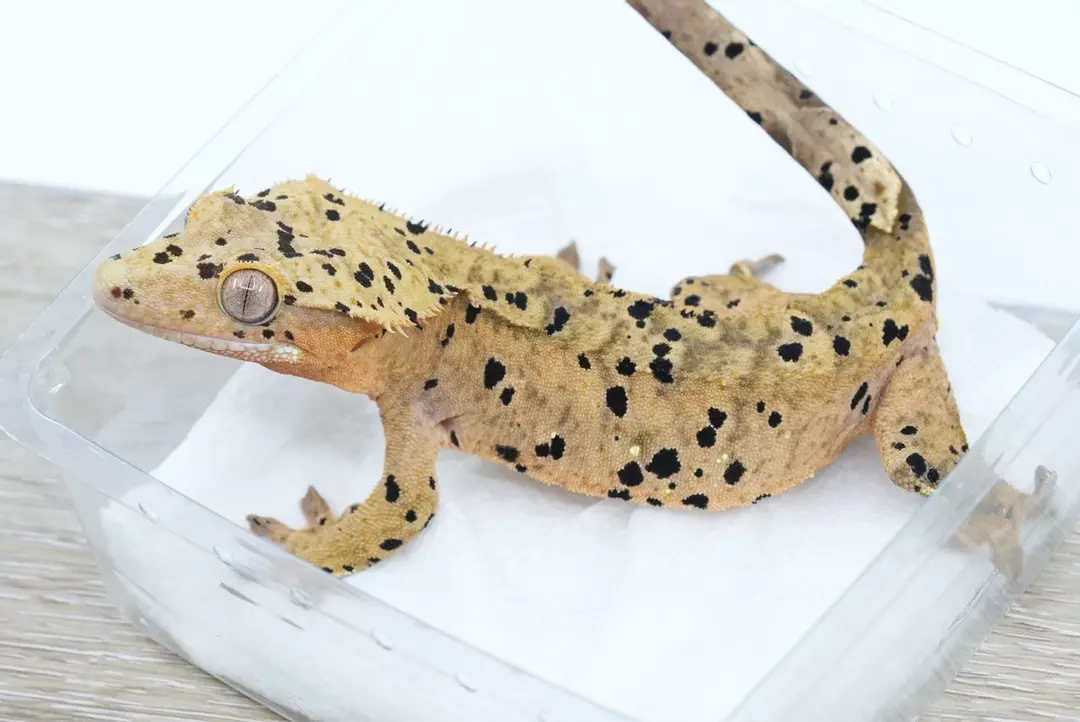 #364 40g female super Dalmatian thumbnail