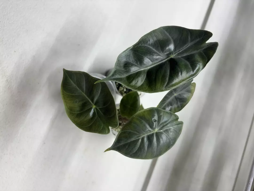 Nairobi Nights Grower’s Choice thumbnail