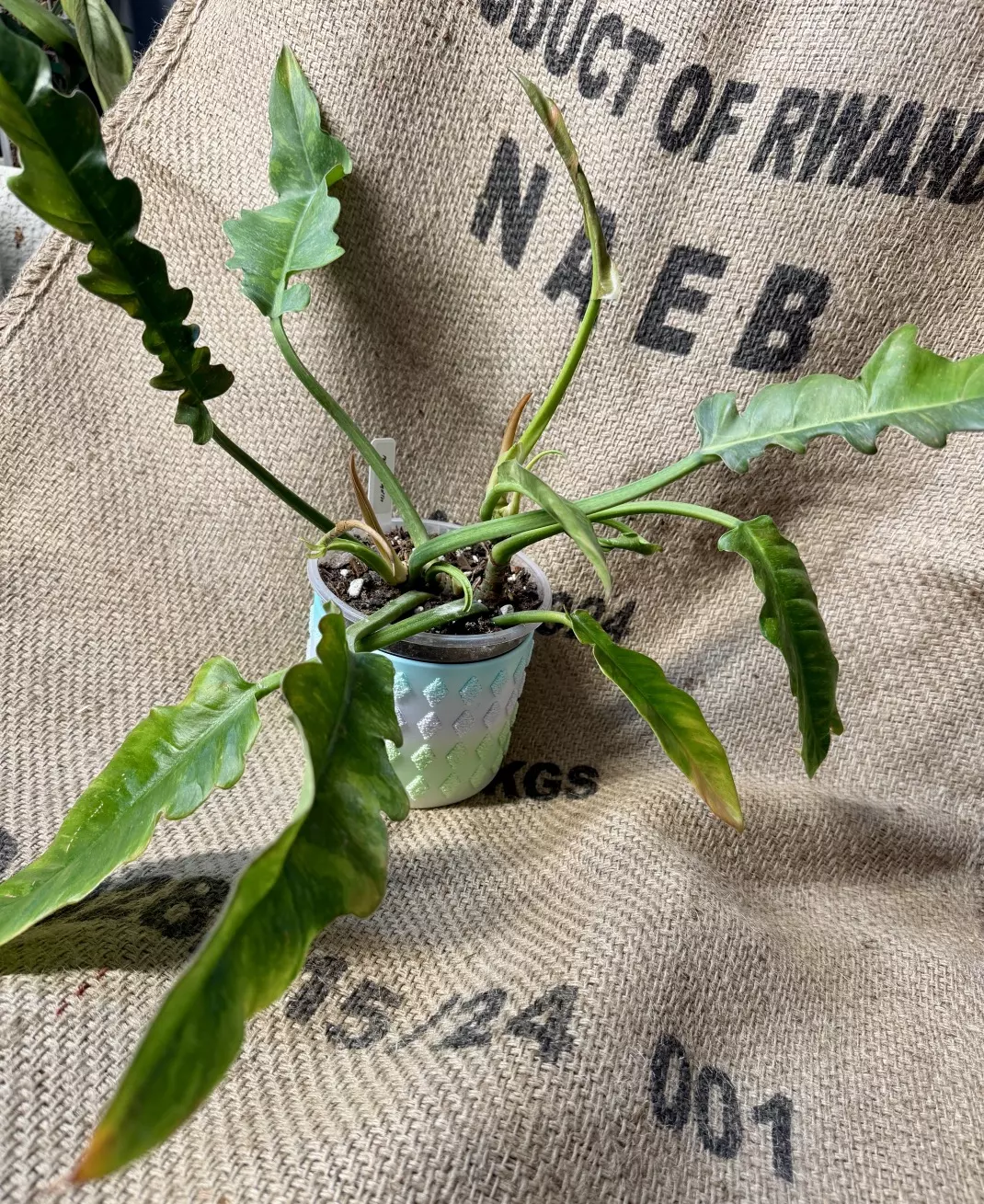 Philodendron Ring of Fire in 3D pot thumbnail