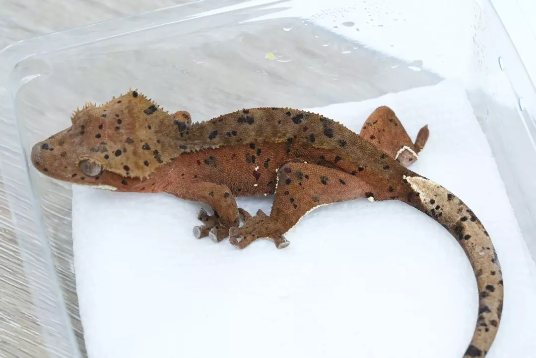 #357 13g male ruby/bt red phantom Dalmatian thumbnail