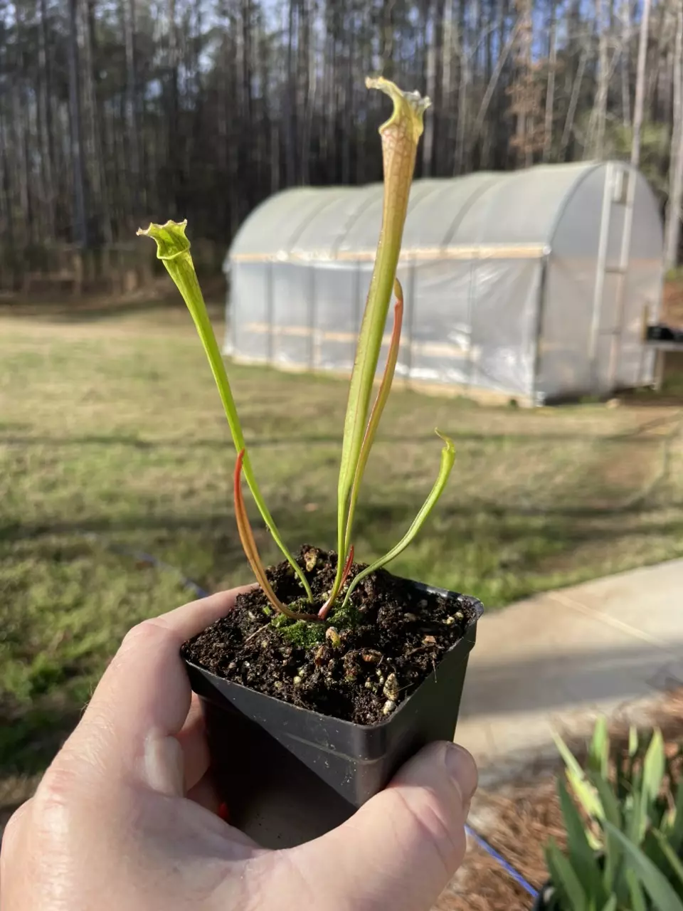 Growers Choice - Sarracenia Seedling thumbnail
