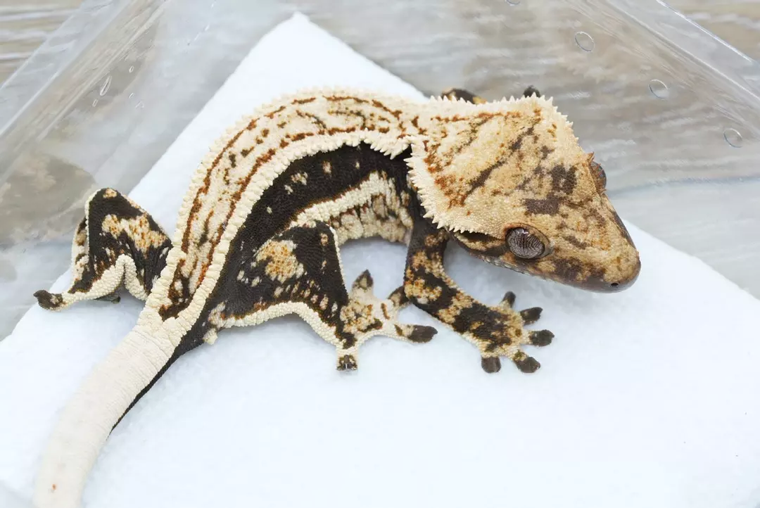 #360 18g female treehouse line empty back thumbnail