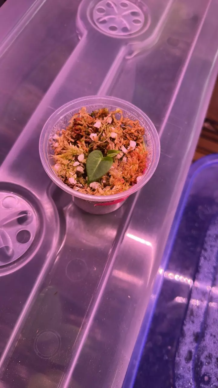 Anthueium stripey x Carla RA6 buz plants thumbnail