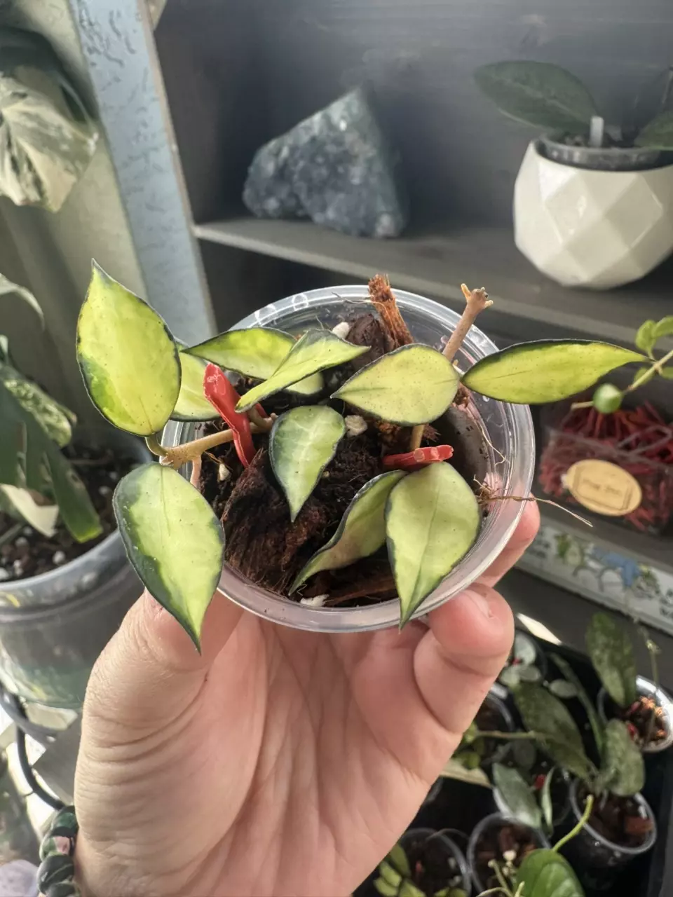Hoya Lacunosa Souma B thumbnail