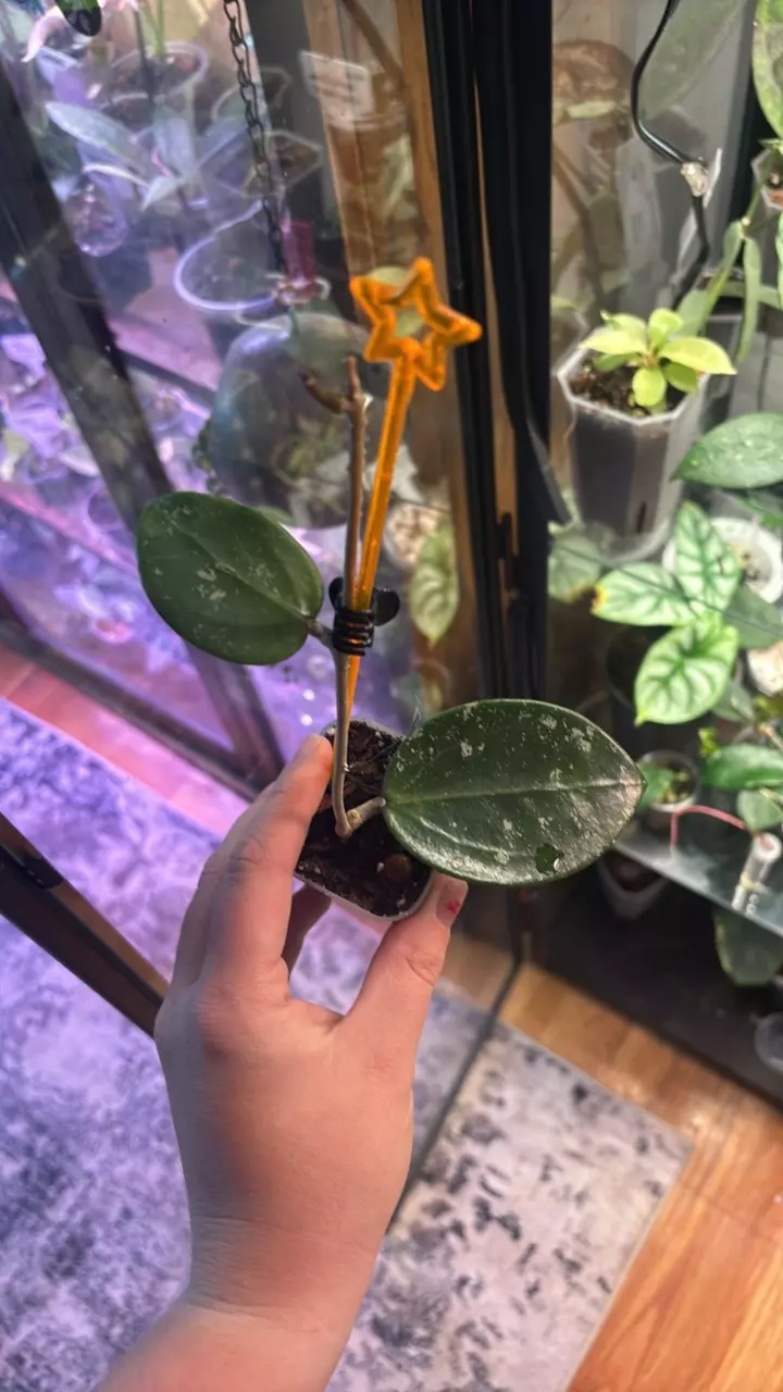 Hoya parasitica splash heart leaf thumbnail