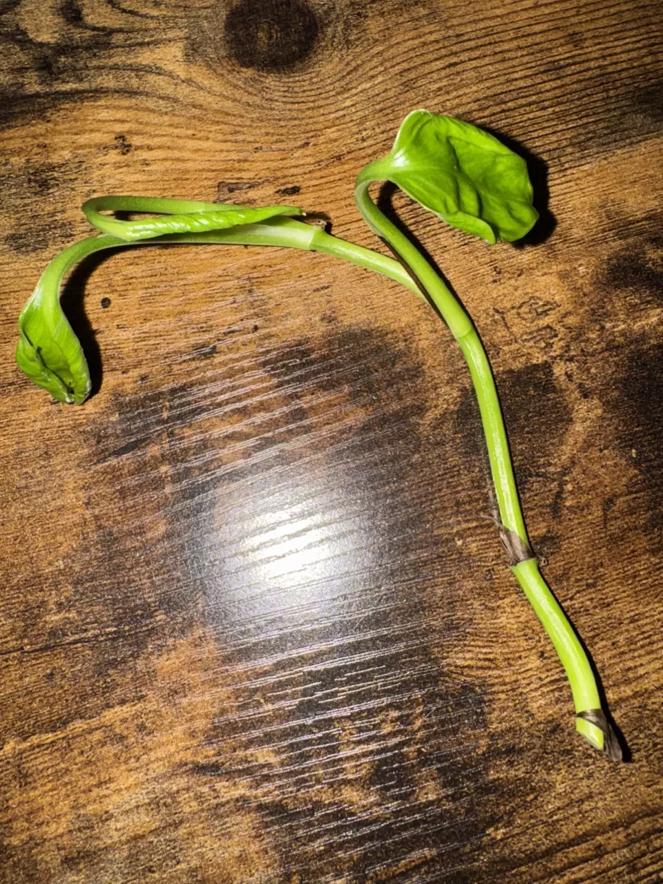 Shangri La Pothos — Fresh 2+ Node Cutting (Add-On Only) thumbnail