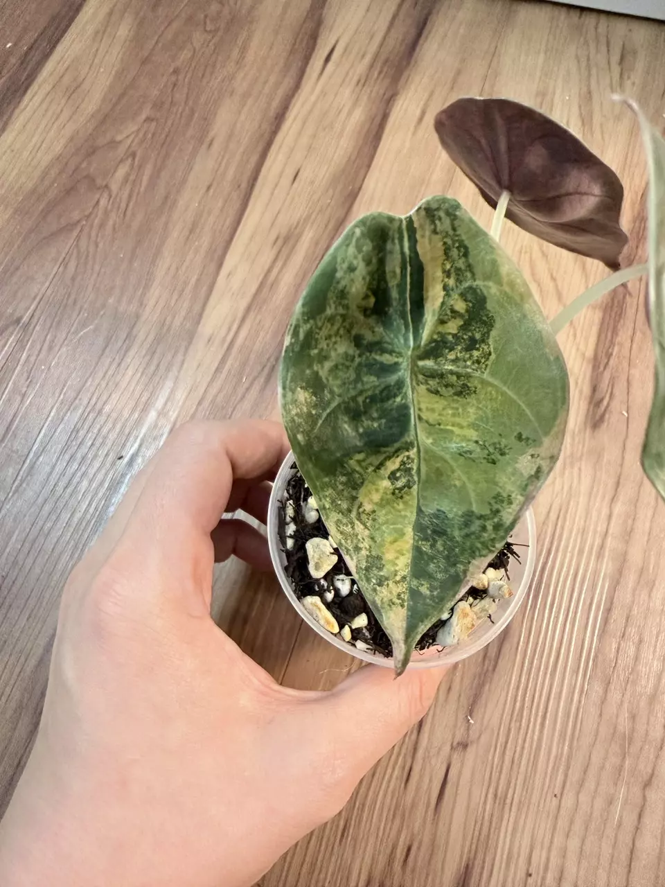 Alocasia Sedenii Aurea thumbnail