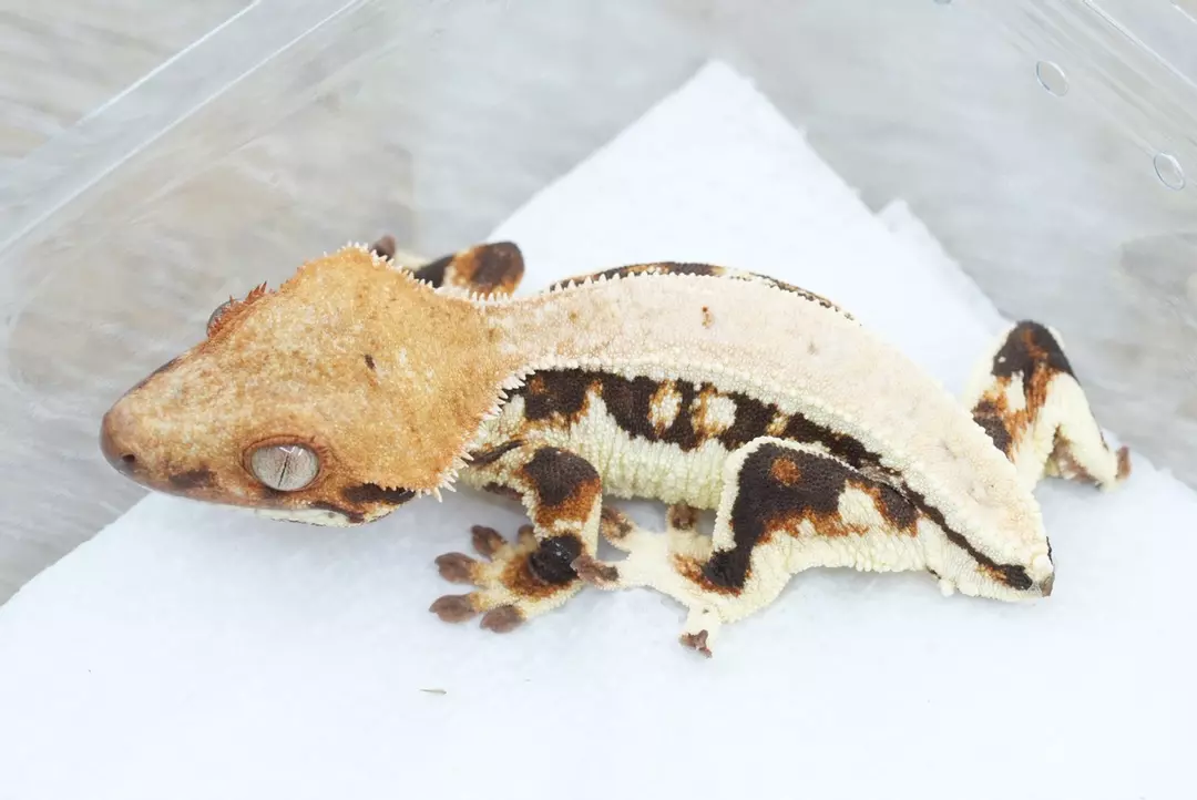 #355 9g npv Czech line tangerine Lily white thumbnail