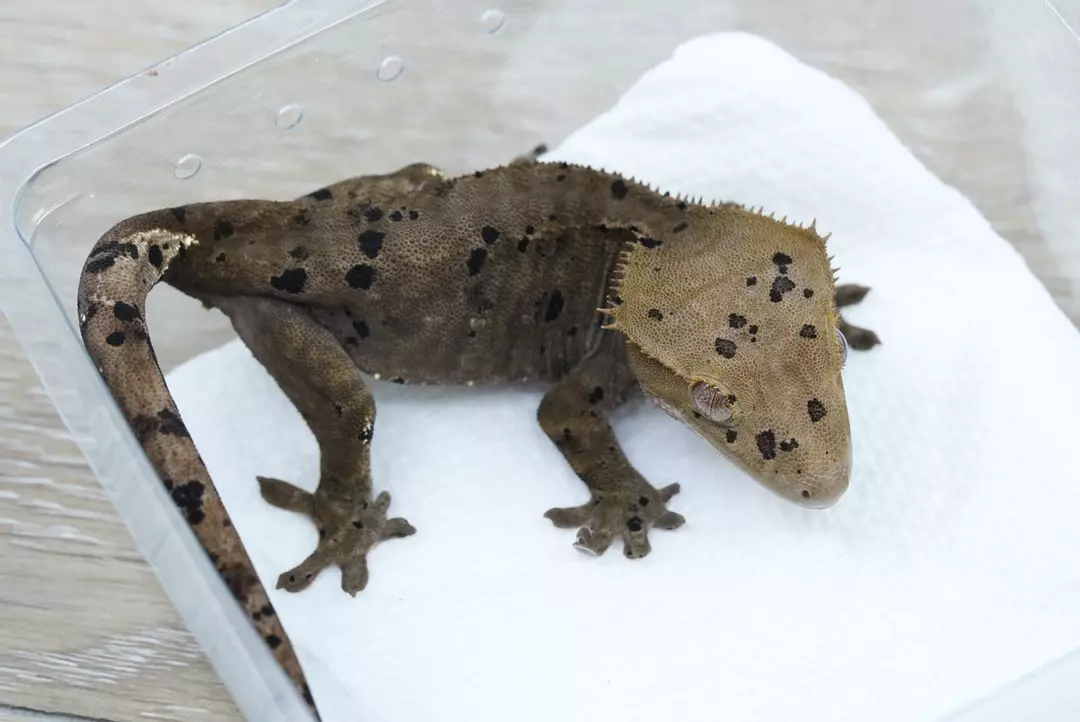 #356 dark phantom super Dalmatian male 18g thumbnail