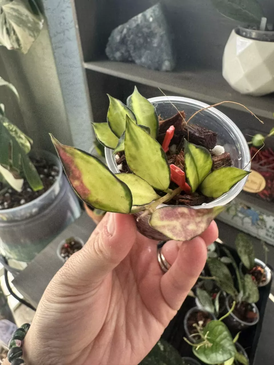 Hoya Lacunosa Souma A thumbnail