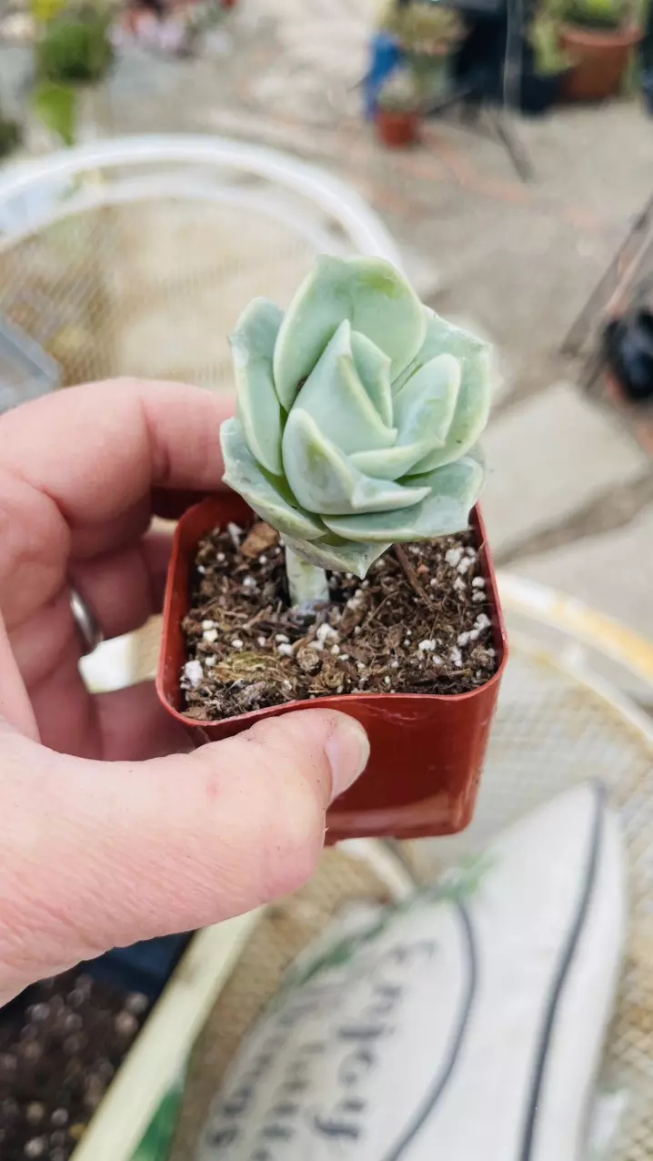 Graptoveria Lovely Rose 2” thumbnail