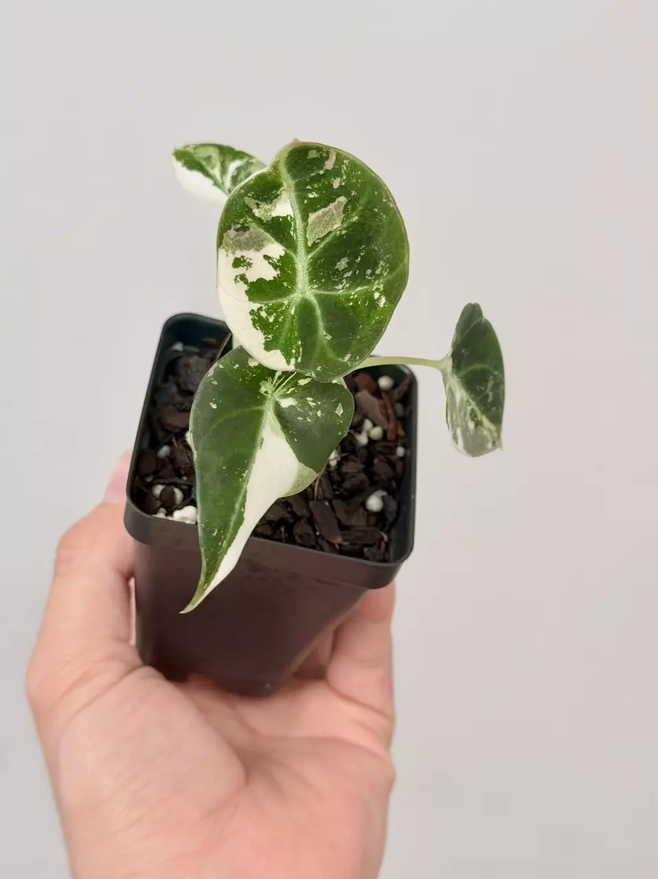 1076 ALOCASIA BLACK VELVET PINK thumbnail