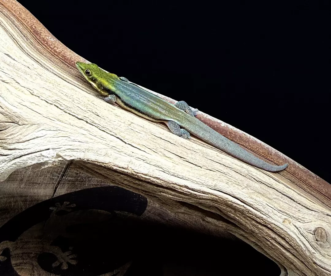 Adult RTB male neon day gecko thumbnail