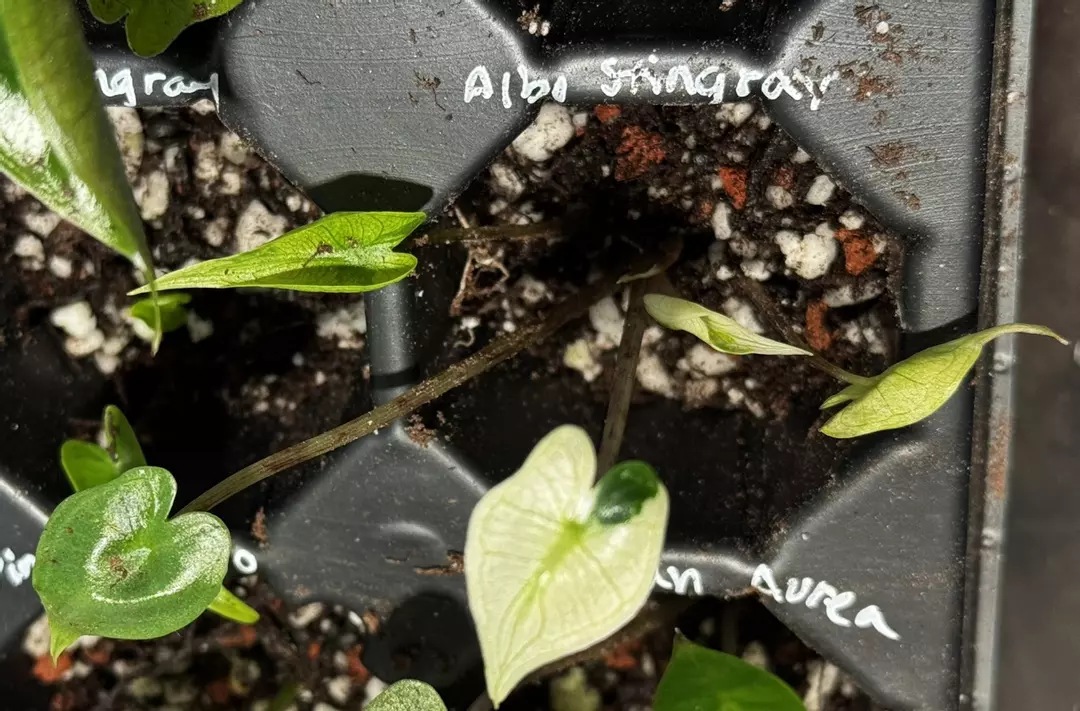 Albo Stingray Pup thumbnail