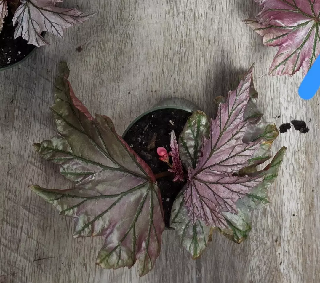 4" Begonia Lamoon #1 thumbnail