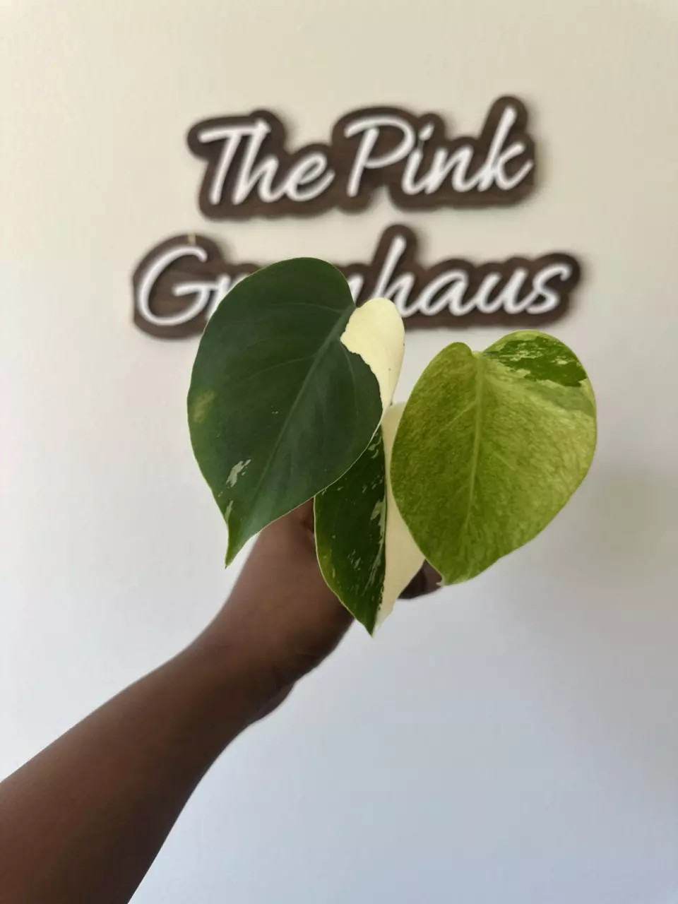 Monstera Mint NOID | Barry Schwartz | Jungle Mint | Intermediate Form thumbnail