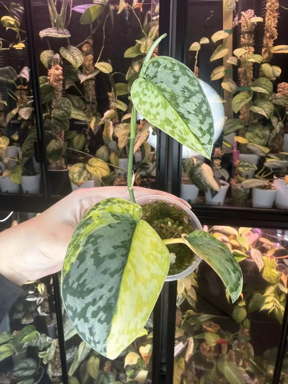 Scindapsus Morning Star thumbnail