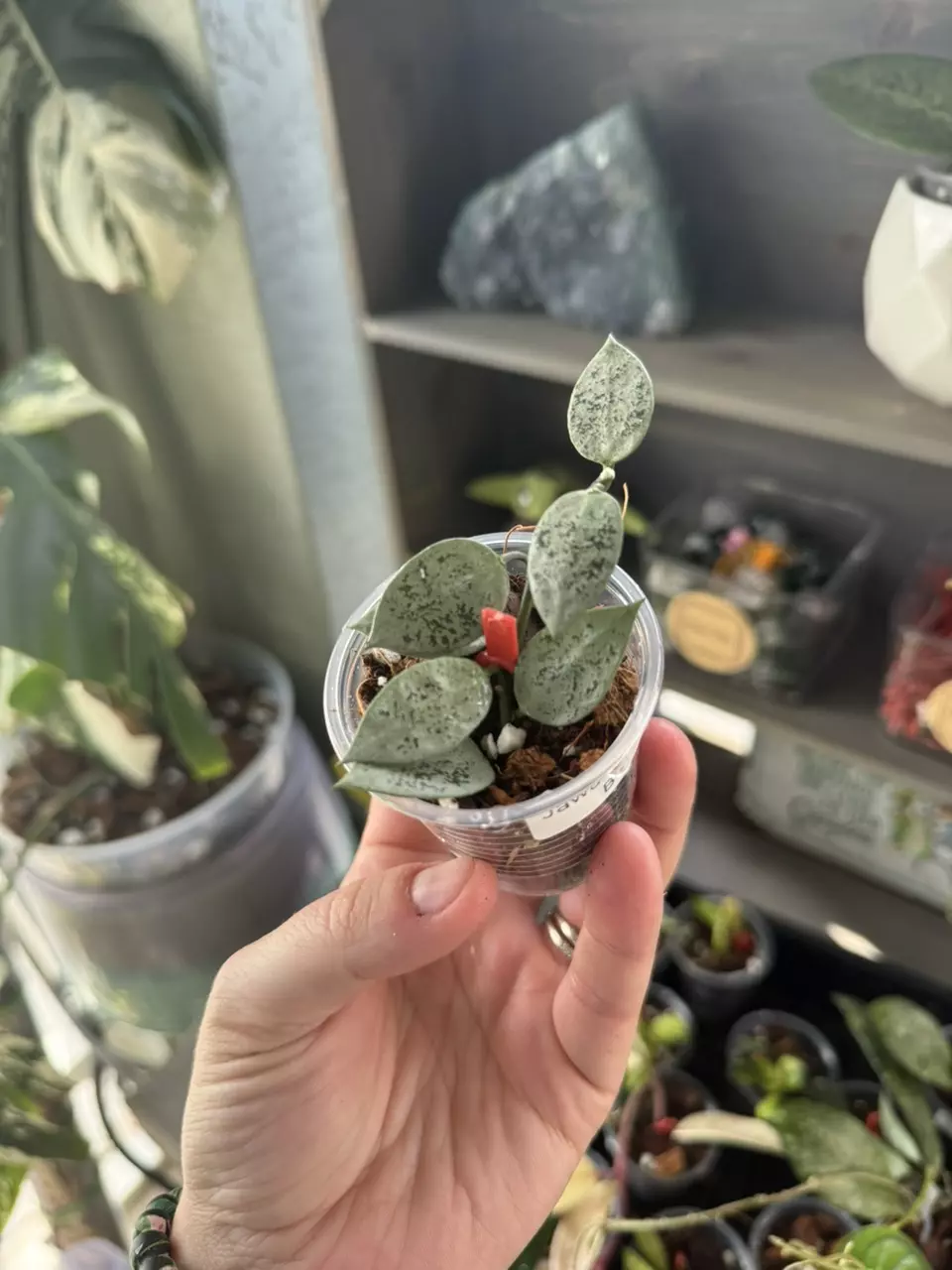 Hoya Lacunosa Jawa Barat B thumbnail