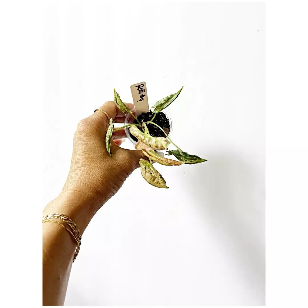 🔥Syngonium Rolli #4 thumbnail