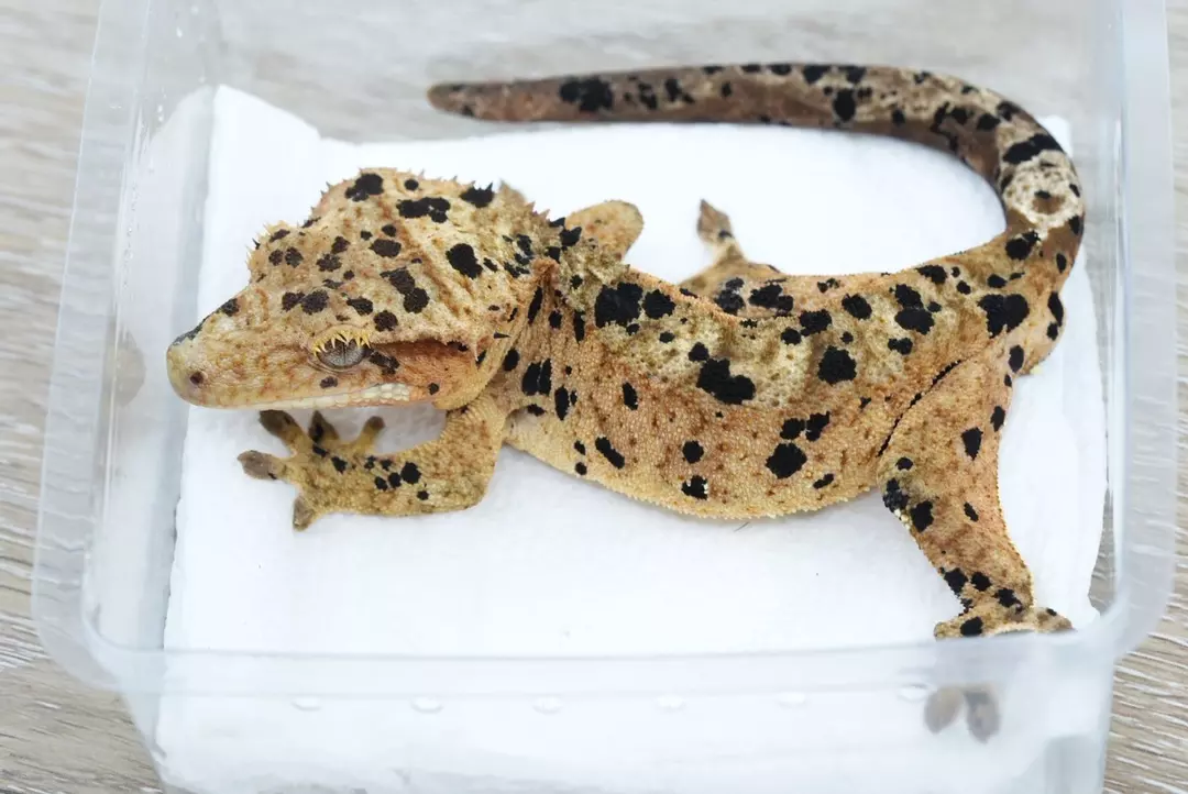 #365 45g Male ( fletcher x c2) super Dalmatian thumbnail