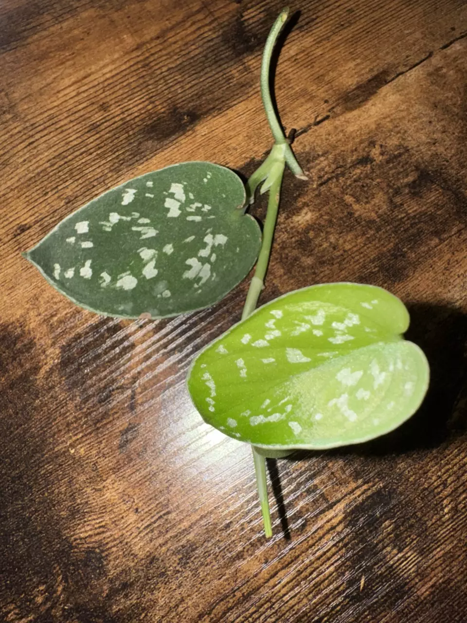 Scindapsus pictus ‘Exotica’ — Fresh 2+ Node Cutting (Add-On Only) thumbnail